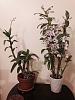 Removing Stakes to Hang Dendrobium Nobile, and Repot Advice-dens-jpg