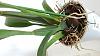 Help identifying oncidium. Spider?-uploadfromtaptalk1437237292666-jpg