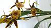 Help identifying oncidium. Spider?-uploadfromtaptalk1437237313739-jpg