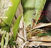 Possible Brown Rot on Huntleya palida-huntleya-pallida-18-jul-2015-growth-spike-jpg