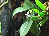 Phalaenopsis parishii-phalaenopsis-parishii-01-jpg