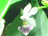 Phalaenopsis parishii-phalaenopsis-parishii-04-jpg