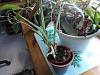 Why won't my Oncidium ornithorhynchum grow?-onc-sotoanum-1-jpg