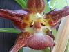 Huntleya wallisii new bloom with sunken dimples-20150724_123148-jpg