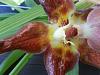 Huntleya wallisii new bloom with sunken dimples-20150724_123110-jpg