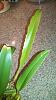 Bulbophyllum lobbii: Is this a spike?  Pest causing leaf damage?-lobbii-damage1-360x640-jpg