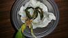 Mini Phal dropped 3 leaves within 2 days-20150801_231206-jpg