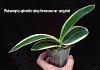 Variegated Phalaenopsis-imageuploadedbytapatalk1438775027-405130-jpg