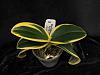 Variegated Phalaenopsis-imageuploadedbytapatalk1438817265-011026-jpg