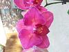 NoID Phalaenopsis...Please help! :)-20150805_182943-jpg