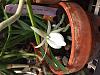 Angraecum dideri first flower-img_1430-jpg