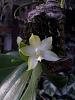Phalaenopsis bellina f. alba x self First Bloom-phalbellinaalba-1-jpg