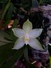 Phalaenopsis bellina f. alba x self First Bloom-phalbellinaalba-2-jpg