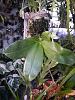 Phalaenopsis bellina f. alba x self First Bloom-phalbellinaalba-3-jpg