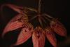 Bulbophyllum longissimum-img_2517-jpg