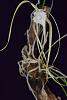 Brassavola cucullata-cuculata-003-jpg