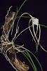 Brassavola cucullata-cuculata-010-jpg