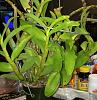 Nobile Dendrobium Canes-dendrobium-plant-jpg