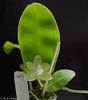 Phal (Yui-Fong White X Yaphon Green Lotus)-phal-yui-fong-white-yaphon-green-lotus-1-web-jpg