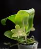 Phal (Yui-Fong White X Yaphon Green Lotus)-phal-yui-fong-white-yaphon-green-lotus-2-web-jpg