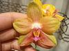 Fragrant Phal ID???-2014-05-28-20-57-16-jpg