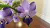 Fragrant Phal ID???-20150821_231027-jpg