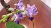 Fragrant Phal ID???-20150821_231015-jpg