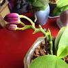 Trying to stop my orchid from bud blasting...-imageuploadedbytapatalk1440539949-721778-jpg