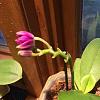 Trying to stop my orchid from bud blasting...-imageuploadedbytapatalk1440583773-187893-jpg