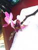 Trying to stop my orchid from bud blasting...-imageuploadedbytapatalk1440888356-467192-jpg