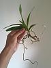 Help! mini Vanda Ascocenda Doranne Goodwin Growing Sideways/ Crooked-img_20150902_172511-jpg