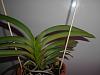 Help! mini Vanda Ascocenda Doranne Goodwin Growing Sideways/ Crooked-004-jpg