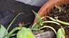 Vanilla orchid is not Doing well please help for advice-20150902_090118-jpg