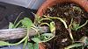 Vanilla orchid is not Doing well please help for advice-20150902_090108-jpg