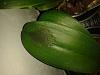 Dark spot on leaf of Phalaenopsis Hybrid-img_20150905_201110-jpg