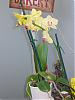 Help! dying Phal and don't know why, newbie..-yellow-orchid-jpg