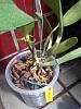 New growth on Cattleya hybrid?-imageuploadedbytapatalk1441818101-838945-jpg