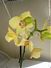 Help! dying Phal and don't know why, newbie..-yellow-orchid-close-jpg