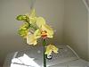 Help! dying Phal and don't know why, newbie..-yellow-orchid-jpg