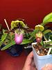 Is my Paph Helenae spiking?-imageuploadedbytapatalk1442087268-912941-jpg