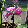 Longest lasting Phal. Flower ever?-imageuploadedbytapatalk1442610107-492739-jpg