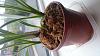 New Phragmipedium Pearcei - Yellowing leaf and care advice-dsc_0777-jpg