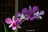 Dendrobium of my garden from Taiwan-neo57-jpg