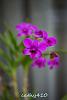 Dendrobium of my garden from Taiwan-neo54-jpg