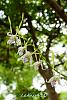 Dendrobium of my garden from Taiwan-neo64-jpg