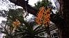 My blooming orchids~-neo35-jpg