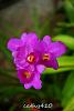 My blooming orchids~-neo51-jpg