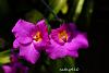 My blooming orchids~-neo56-jpg