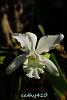 My blooming orchids~-neo58-jpg