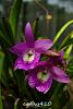 My blooming orchids~-neo59-jpg